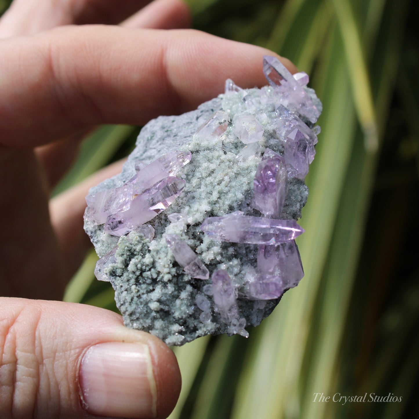 Vera Cruz Amethyst Natural Crystal Cluster