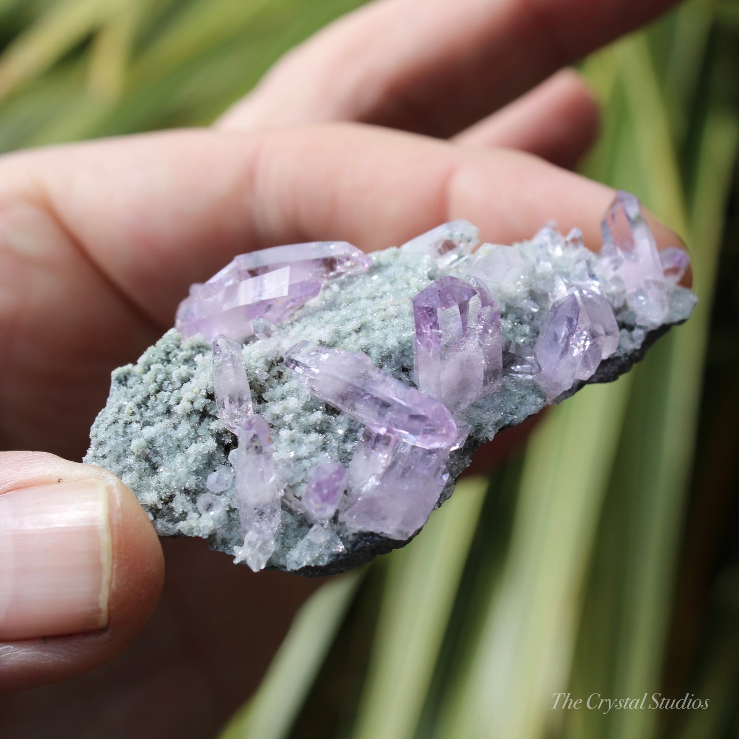 Vera Cruz Amethyst Natural Crystal Cluster