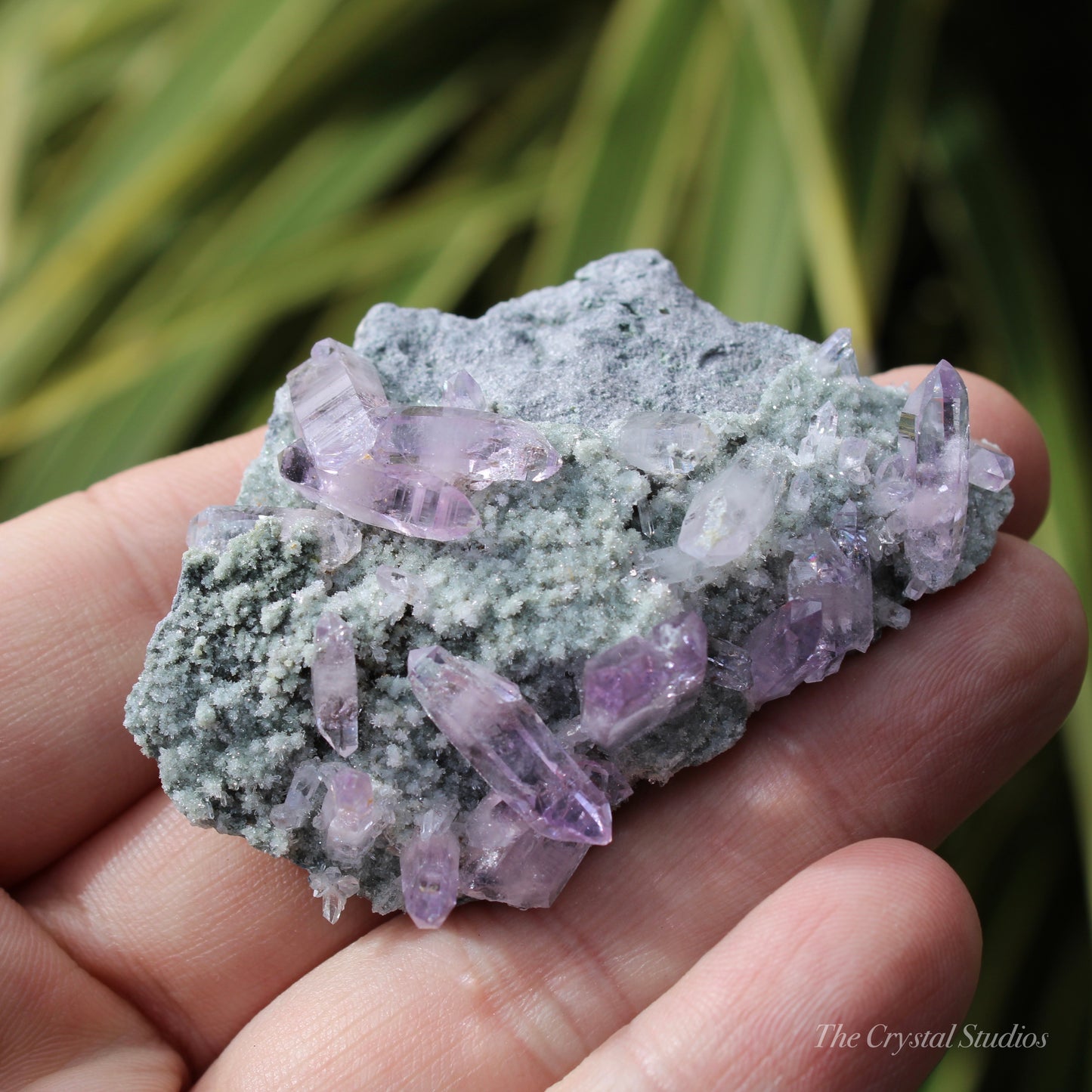 Vera Cruz Amethyst Natural Crystal Cluster