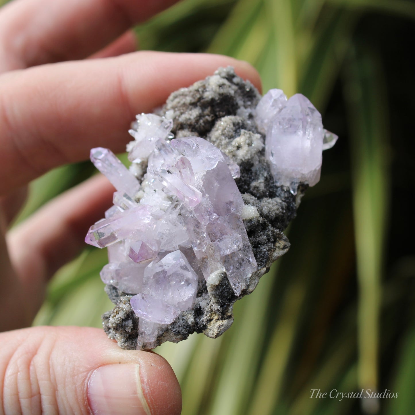 Vera Cruz Amethyst Natural Crystal Cluster