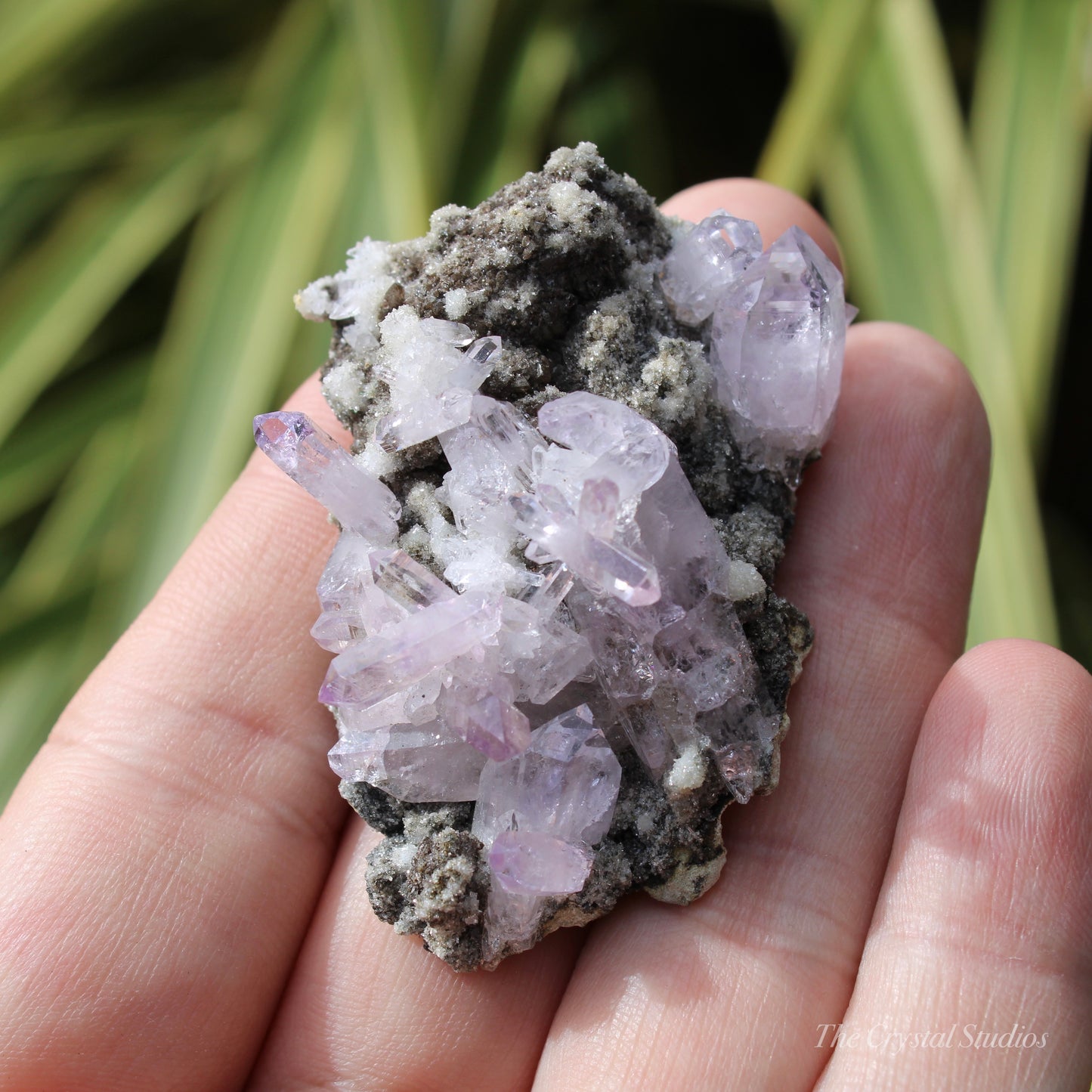 Vera Cruz Amethyst Natural Crystal Cluster