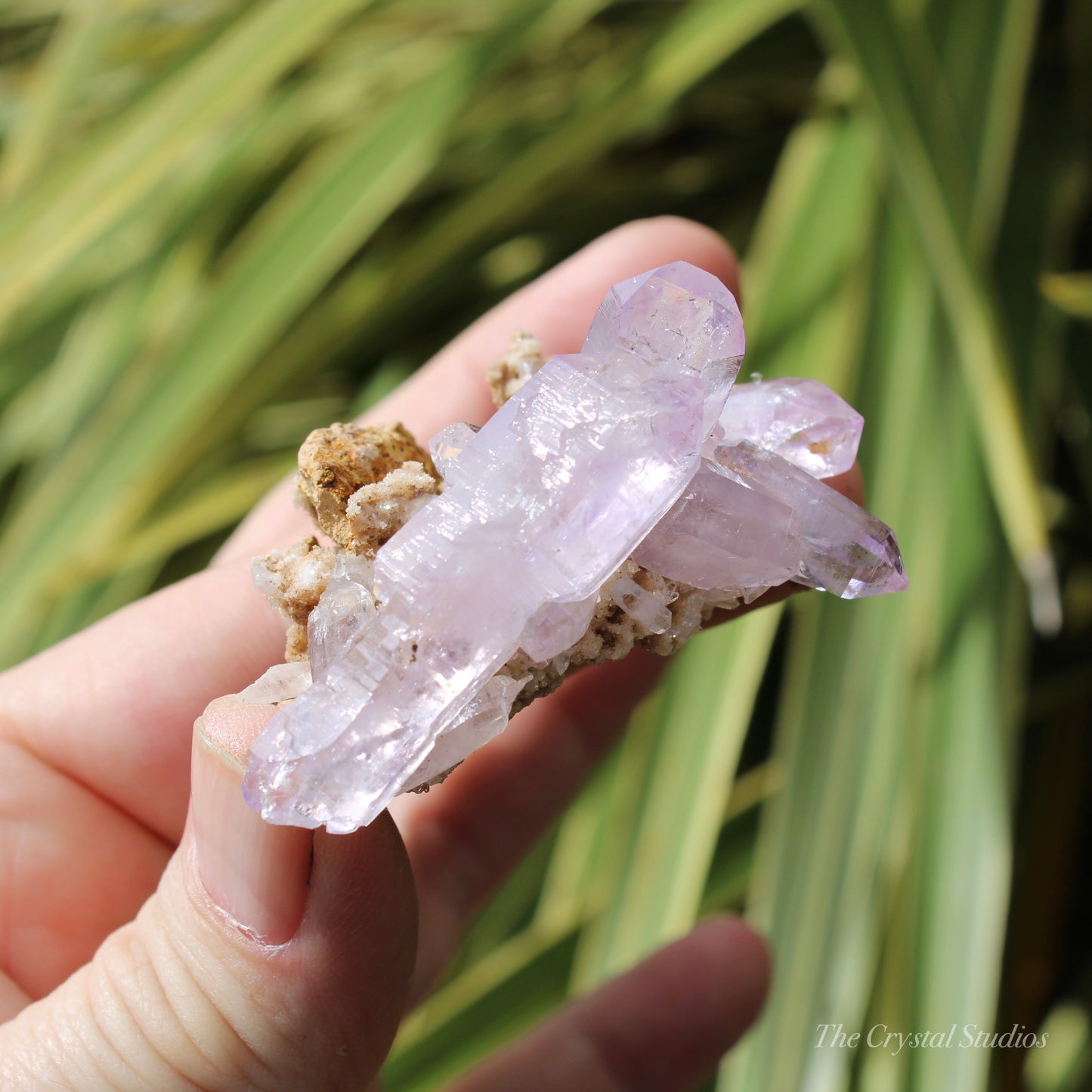 Vera Cruz Amethyst Natural Crystal Cluster