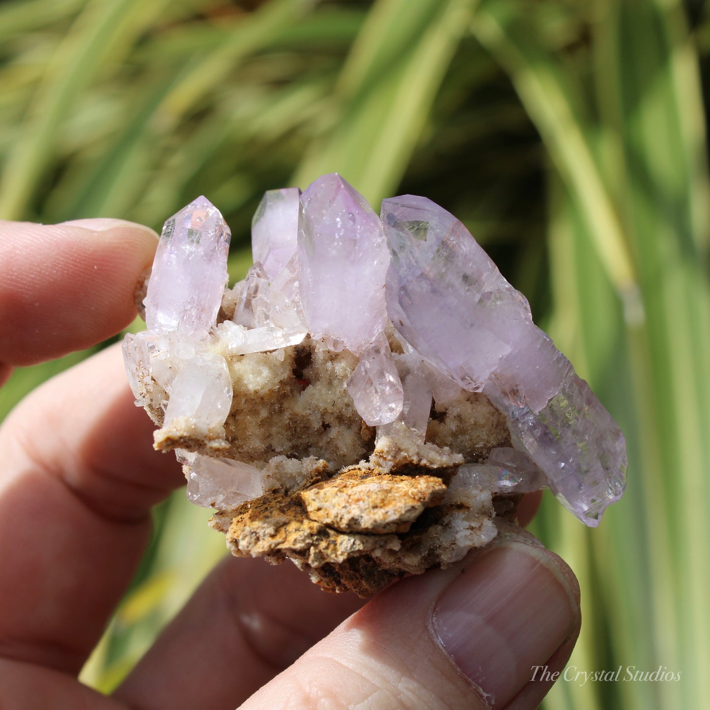 Vera Cruz Amethyst Natural Crystal Cluster