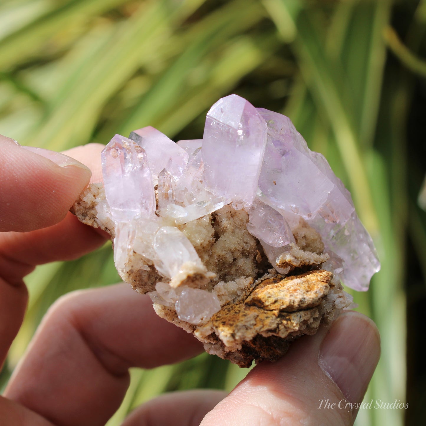 Vera Cruz Amethyst Natural Crystal Cluster