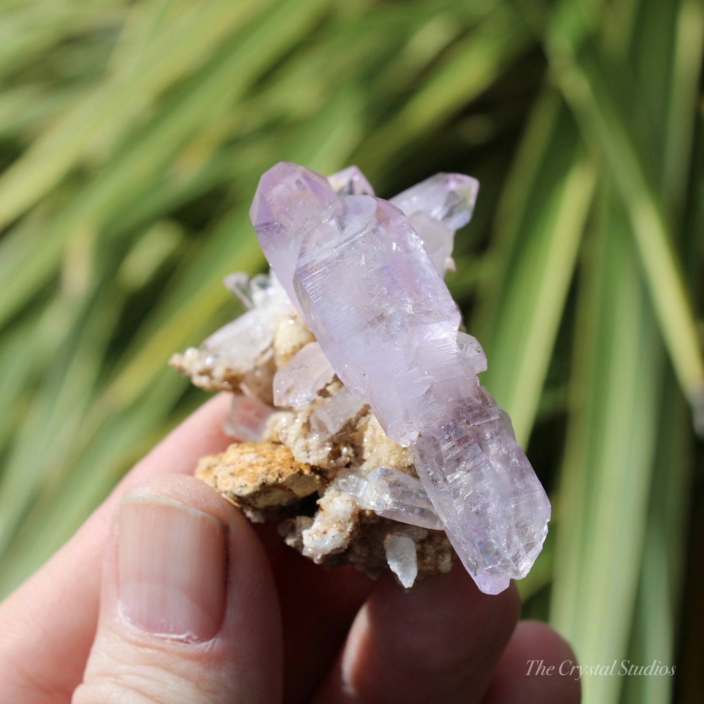 Vera Cruz Amethyst Natural Crystal Cluster