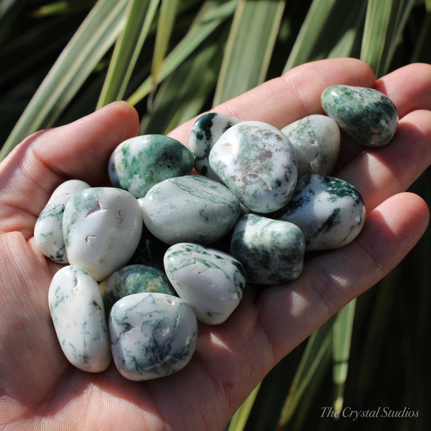 Tree Agate Polished Crystal Tumblestones