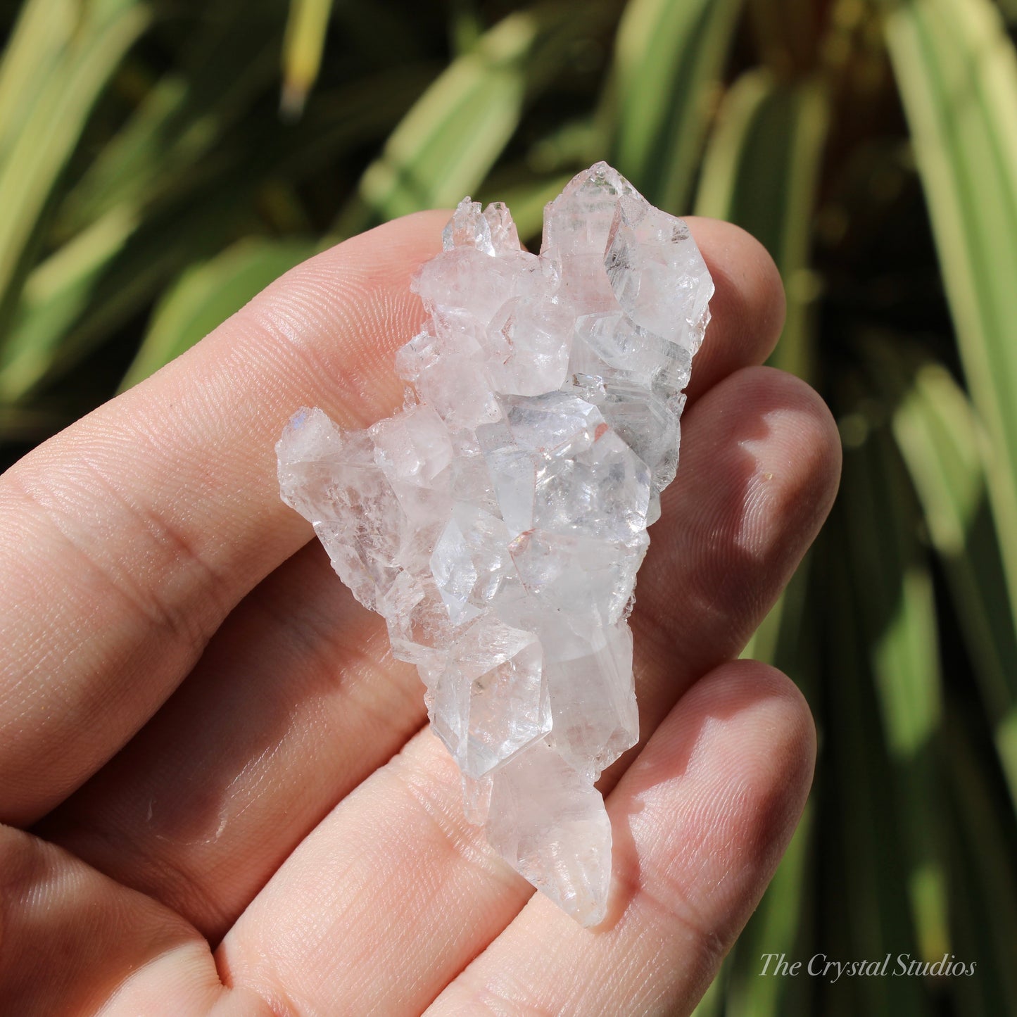 Apophyllite Natural Crystal Cluster