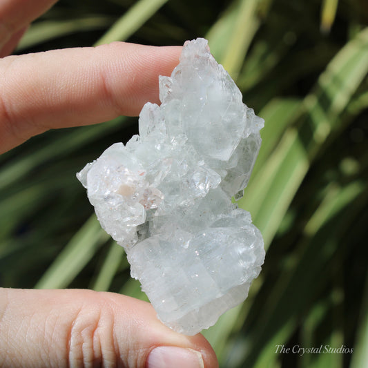 Apophyllite Natural Crystal Cluster