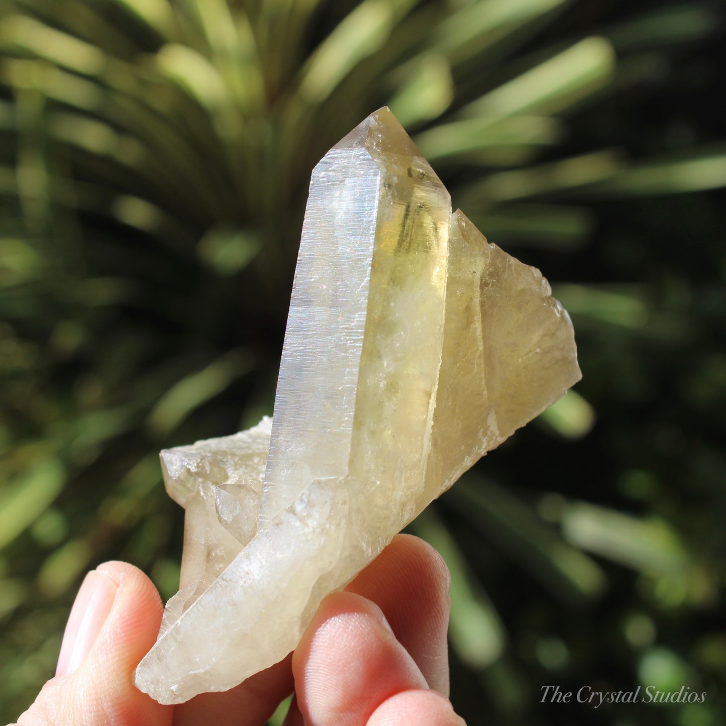 Smokey Citrine Natural Crystal Cluster