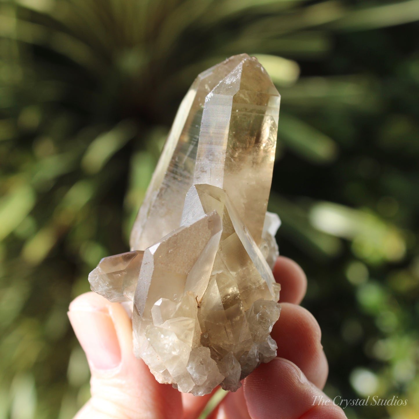 Smokey Citrine Natural Crystal Cluster