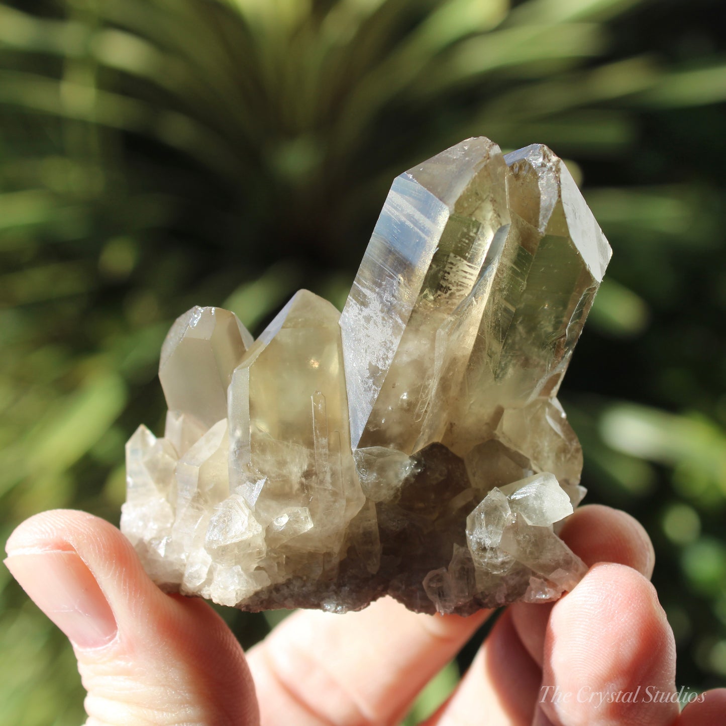 Smokey Citrine Natural Crystal Cluster