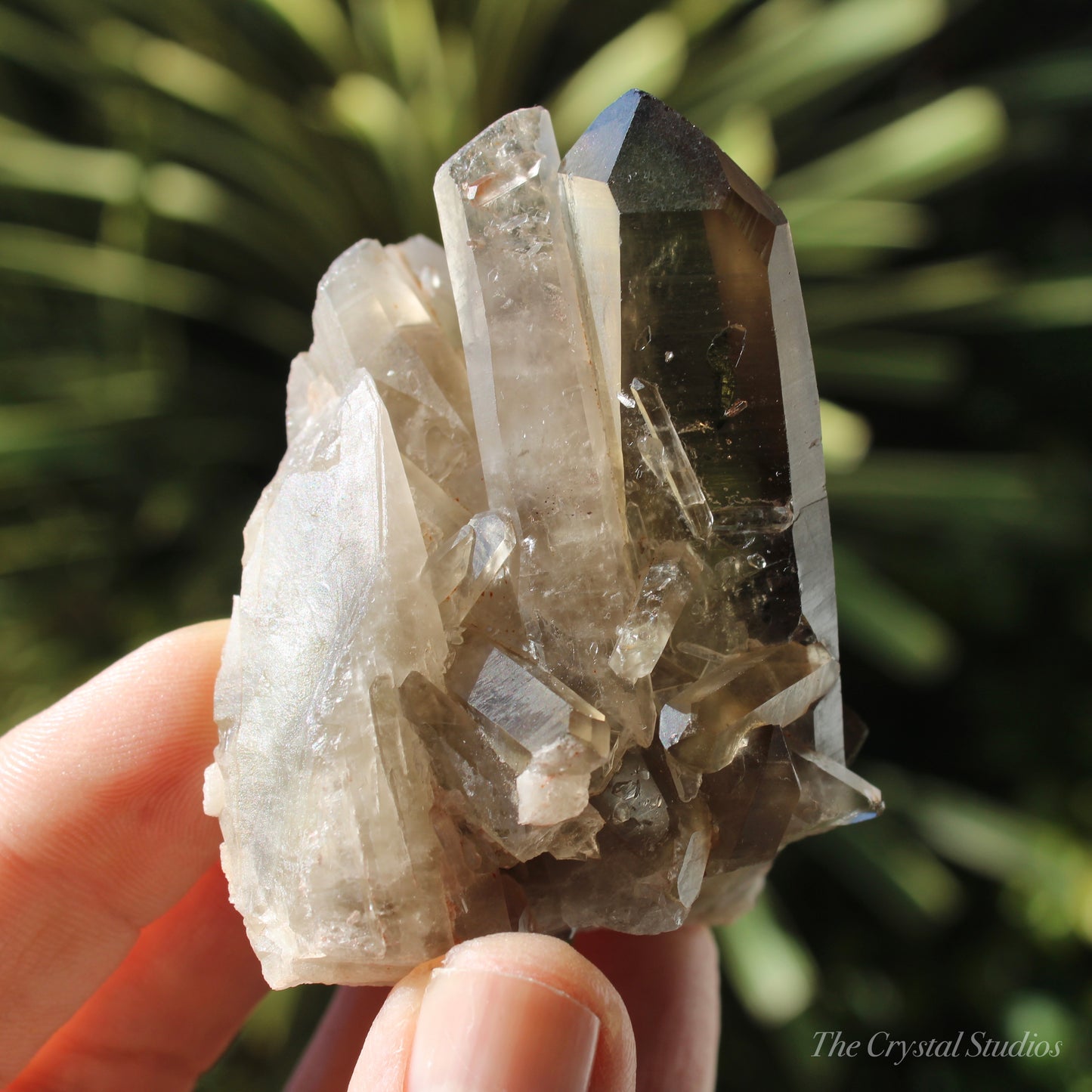 Smokey Citrine Natural Crystal Cluster