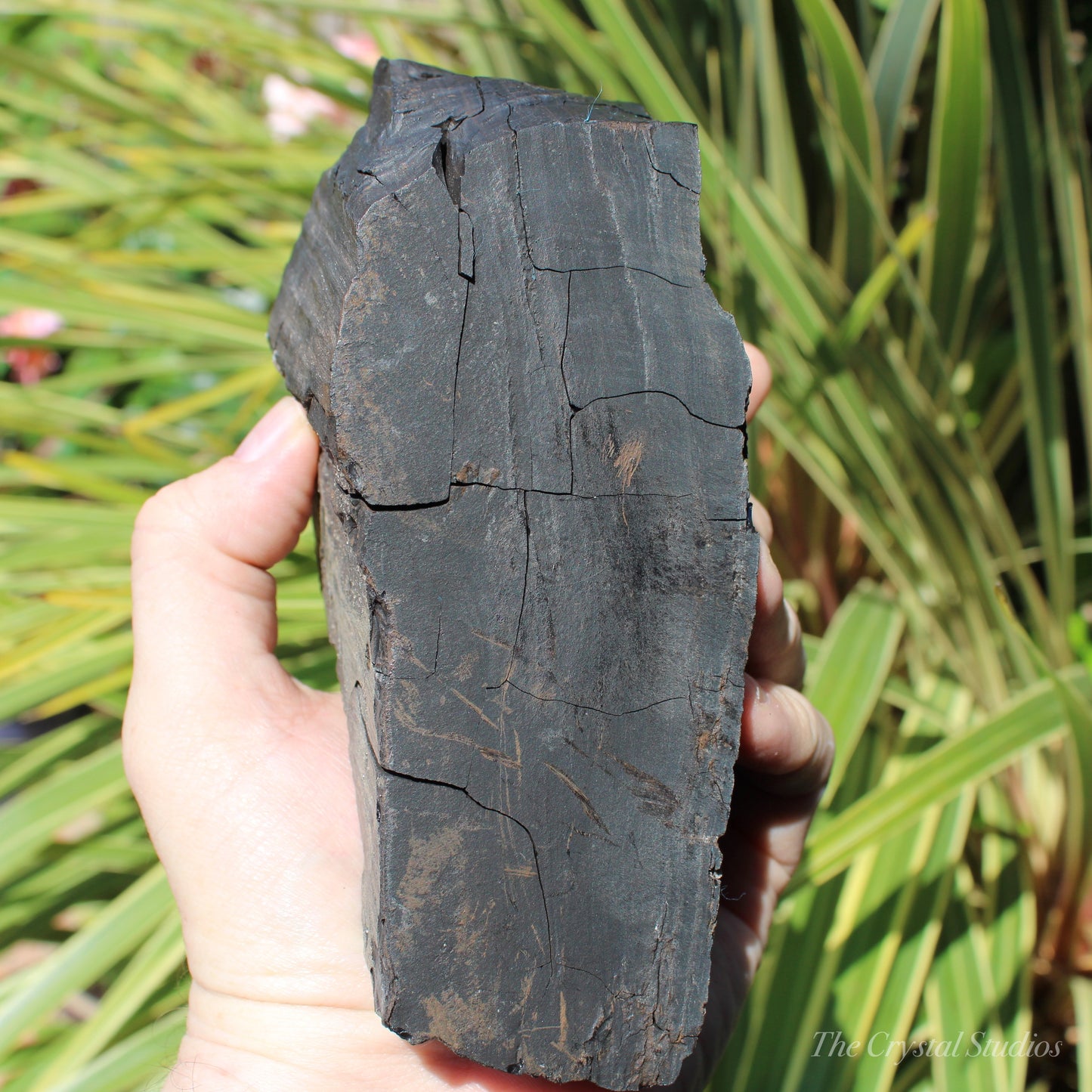 Whitby Jet Natural Crystal With Bark