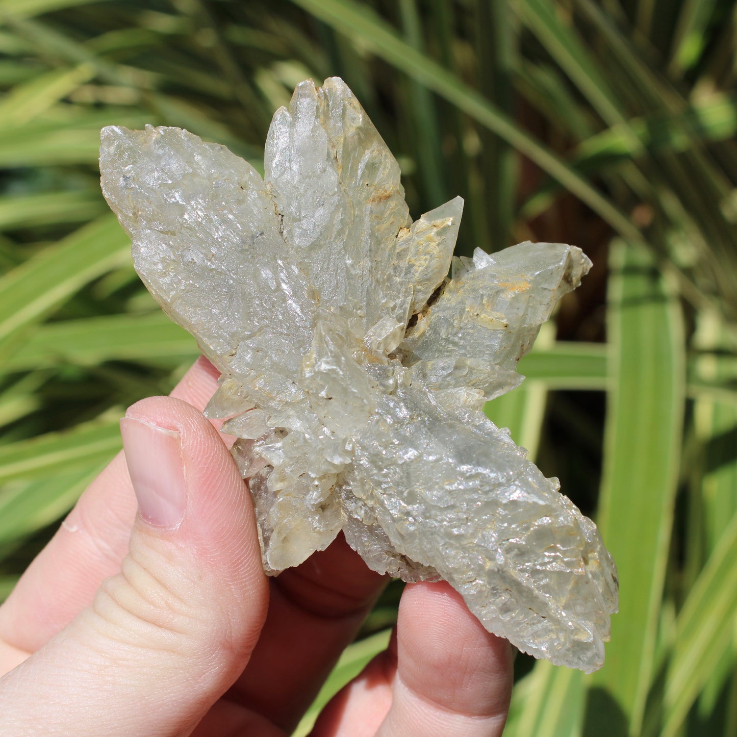 Selenite Spray/Starburst Natural Crystal