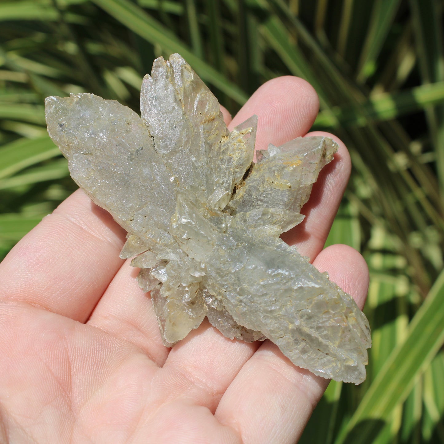 Selenite Spray/Starburst Natural Crystal